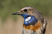 Bluethroat - Luscinia svecica