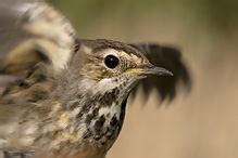 Bluethroat - Luscinia svecica