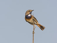 Bluethroat - Luscinia svecica