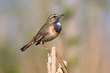 Bluethroat - Luscinia svecica