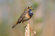 Bluethroat - Luscinia svecica