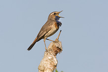 Bluethroat - Luscinia svecica