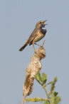 Bluethroat - Luscinia svecica