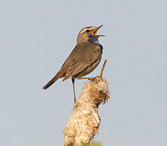 Bluethroat - Luscinia svecica