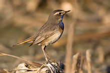 Bluethroat - Luscinia svecica