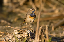 Bluethroat - Luscinia svecica