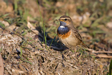 Bluethroat - Luscinia svecica