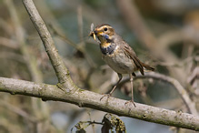 Bluethroat - Luscinia svecica