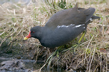 Slípka zelenonohá - Gallinula chloropus