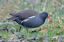 Slípka zelenonohá - Gallinula chloropus