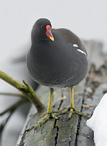 Common Gallinule - Gallinula chloropus