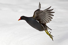 Common Gallinule - Gallinula chloropus