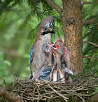 Sojka obecná - Garrulus glandarius