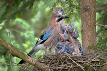 Sojka obecná - Garrulus glandarius