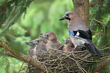 Sojka obecná - Garrulus glandarius