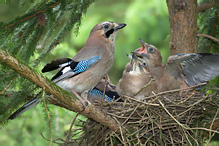 Sojka obecná - Garrulus glandarius