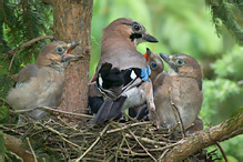 Sojka obecná - Garrulus glandarius