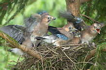 Jay - Garrulus glandarius