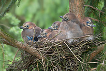 Jay - Garrulus glandarius