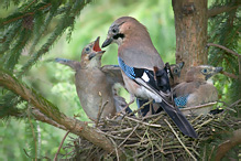 Sojka obecná - Garrulus glandarius