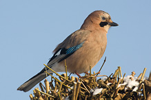 Sojka obecná - Garrulus glandarius