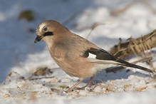 Sojka obecná - Garrulus glandarius