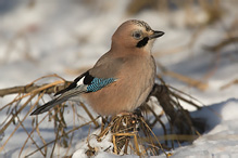 Sojka obecná - Garrulus glandarius