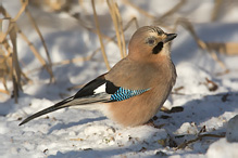 Sojka obecná - Garrulus glandarius