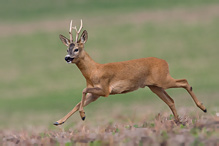 Roe Deer - Capreolus capreolus