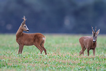 Srnec obecný - Capreolus capreolus