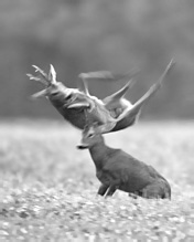 Roe Deer - Capreolus capreolus