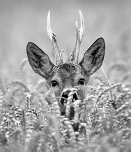 Roe Deer - Capreolus capreolus