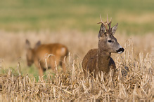 Roe Deer - Capreolus capreolus