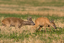 Srnec obecný - Capreolus capreolus