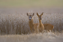 Srnec obecný - Capreolus capreolus