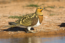 Pin-tailed Sandgrouse - Pterocles alchata