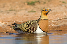 Pin-tailed Sandgrouse - Pterocles alchata