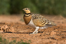 Pin-tailed Sandgrouse - Pterocles alchata