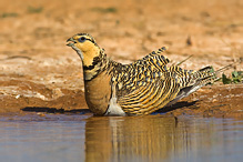 Pin-tailed Sandgrouse - Pterocles alchata