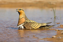 Pin-tailed Sandgrouse - Pterocles alchata