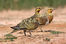 Pin-tailed Sandgrouse - Pterocles alchata