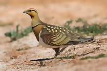 Pin-tailed Sandgrouse - Pterocles alchata