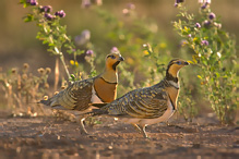 Pin-tailed Sandgrouse - Pterocles alchata