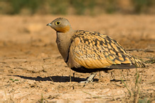 Stepokur písečný - Pterocles orientalis