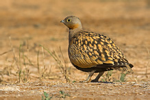 Black-bellied Sandgrouse - Pterocles orientalis