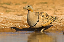 Black-bellied Sandgrouse - Pterocles orientalis