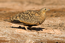 Black-bellied Sandgrouse - Pterocles orientalis