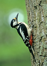 Great Spotted Woodpecker - Dendrocopos major