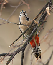 Great Spotted Woodpecker - Dendrocopos major