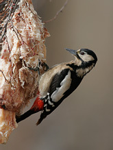 Great Spotted Woodpecker - Dendrocopos major